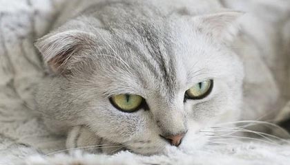 临海最新的高价医保卡惠民保险代扣怎么取消掉了方法分享(临海惠民医保怎么报销教程)